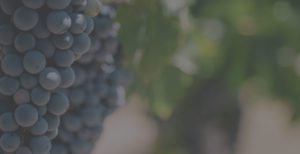 Blurred image of grapes in a vineyard