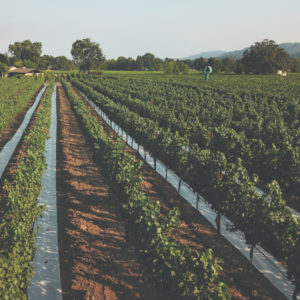 View of Napa Valley Vineyard